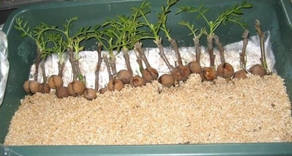 Размножени орехови растения по метода „Епикотилно размножаване“